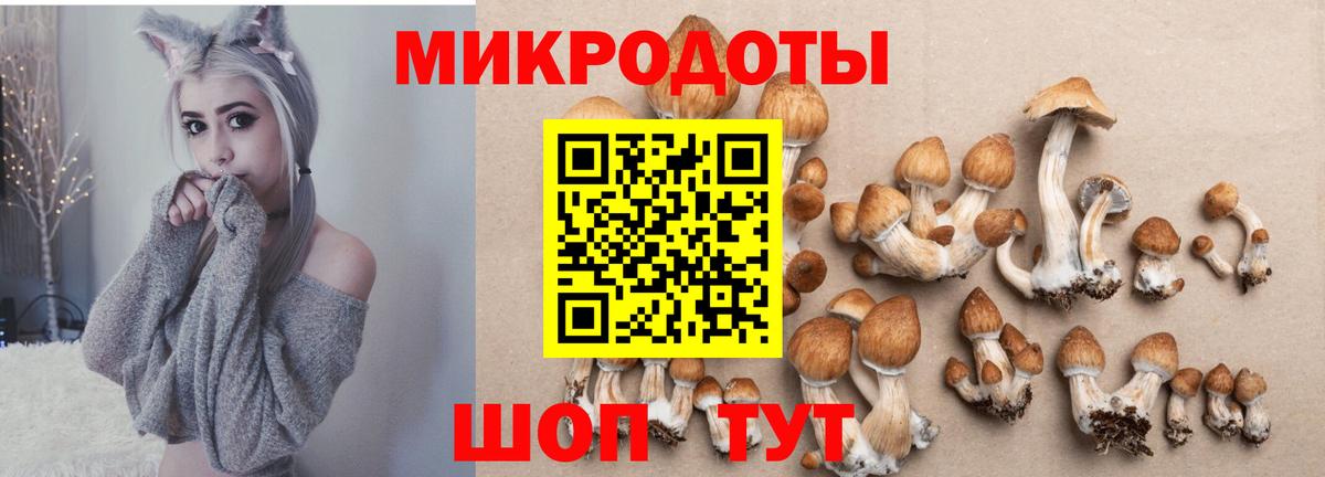 Псилоцибиновые грибы Psilocybine cubensis Холмск
